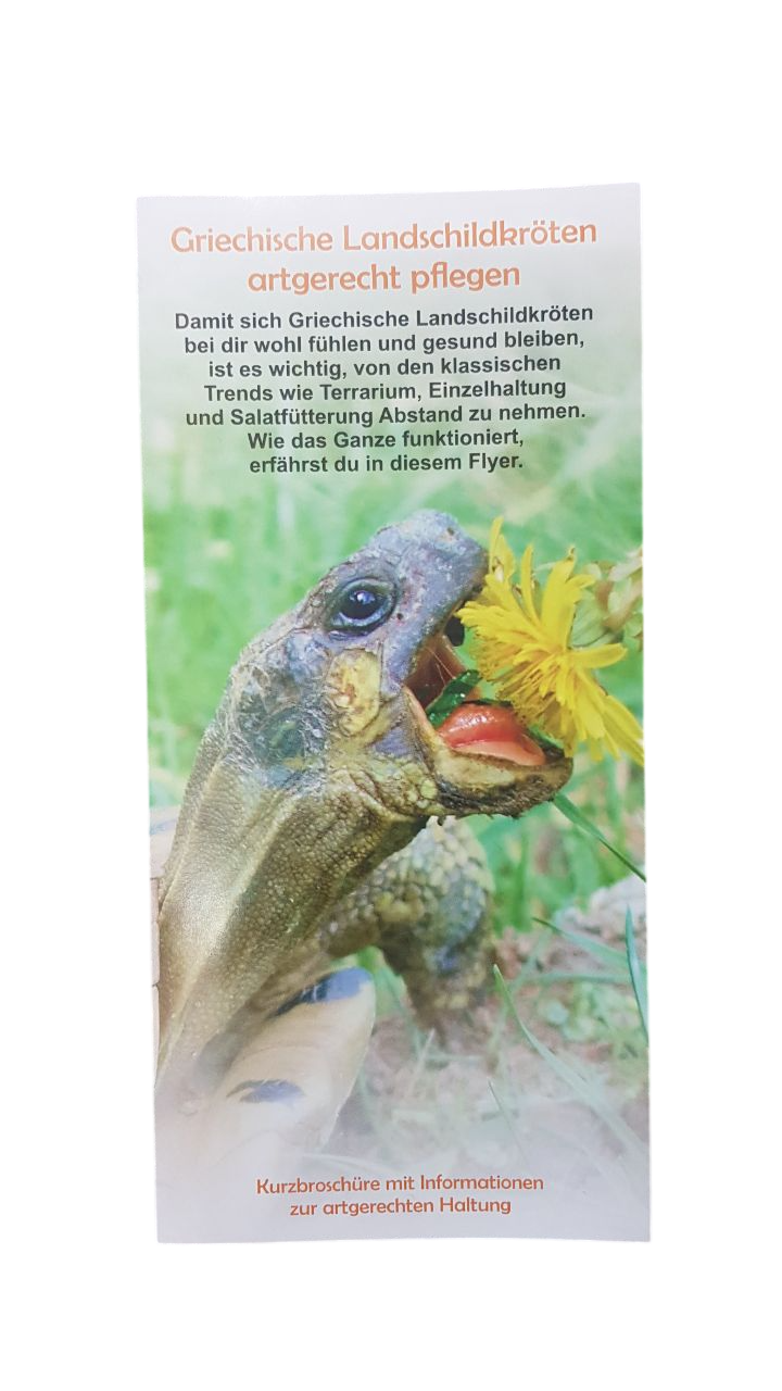 Schildkröten Flyer