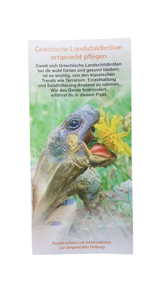 Schildkröten Flyer